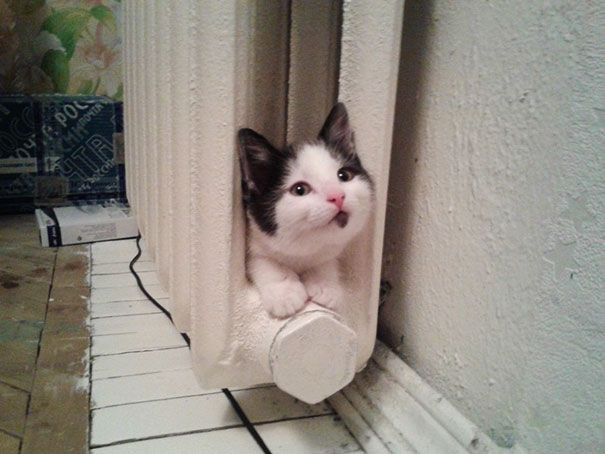 30 chats qui adorent la chaleur | So Busy Girls