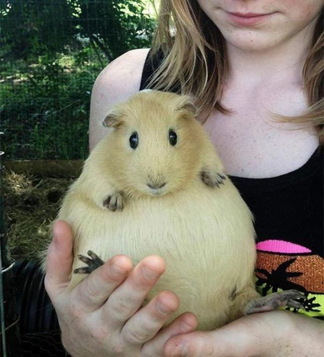15 animaux tout ronds qui rouleront vers votre coeur illico | So Busy Girls