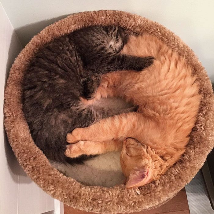 Ces chats sont inséparables : ils continuent à vouloir dormir ensemble même s'ils sont devenus bien trop grand pour leur lit | So Busy Girls