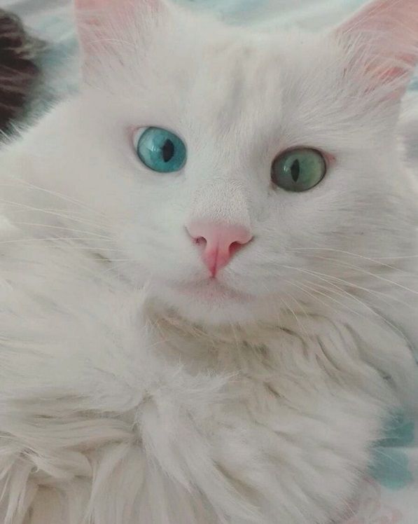 Ce chat blanc aux yeux vairons a vraiment un regard hypnotique et magnifique ! | So Busy Girls