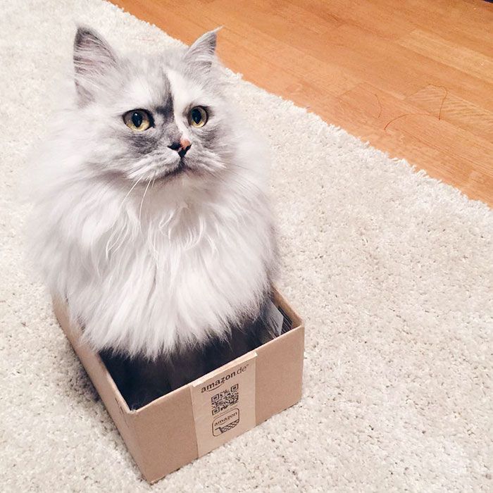 La fourrure de ce chat persan est tout simplement magnifique ! | So Busy Girls
