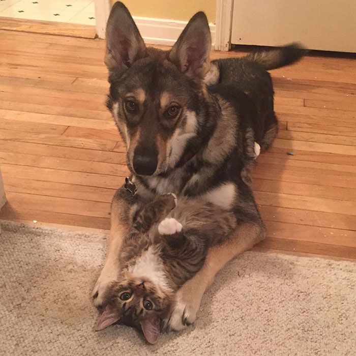 Ce husky a adopté ce chat dans un refuge et depuis, ils sont inséparables ! | So Busy Girls