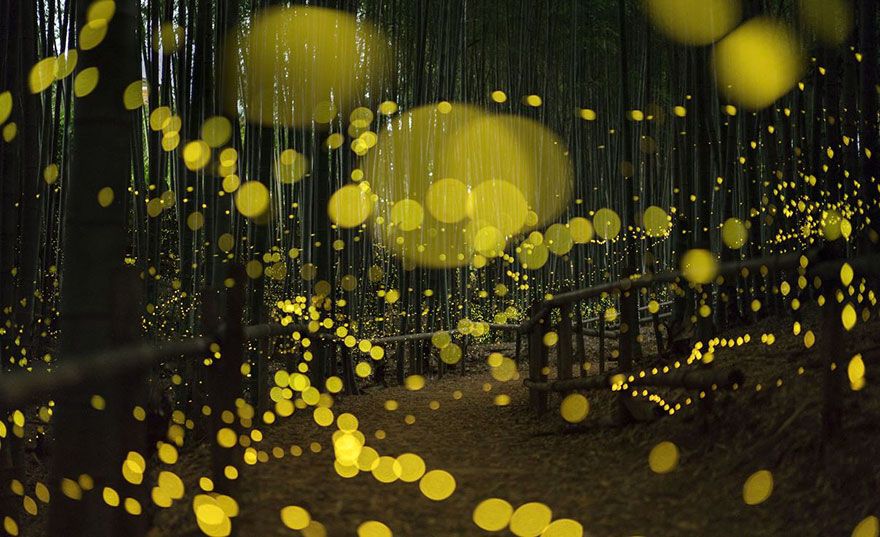 Ces photos de lucioles qui illuminent le paysage à la nuit tombée sont tellement magnifiques qu'elles vont vous sembler surréalistes | So Busy Girls