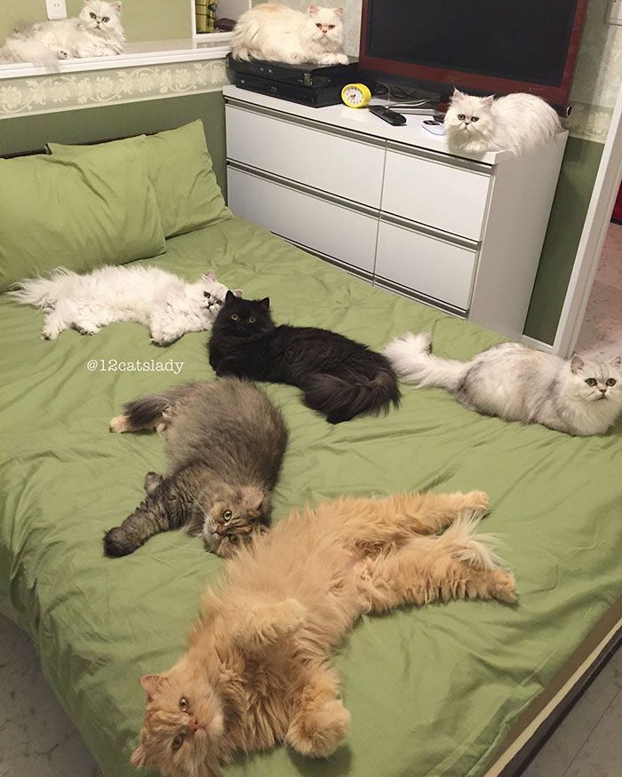 Cette femme aux 12 chats a conquis Instagram avec ses magnifiques chats persans | So Busy Girls