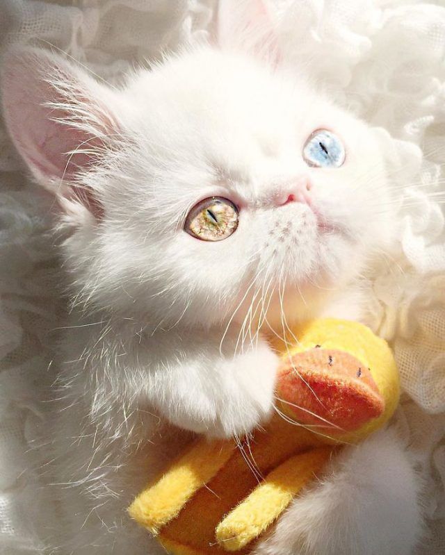 Découvrez Pam Pam, un tout petit chaton avec des yeux vairons qui vous hypnotiseront | So Busy Girls