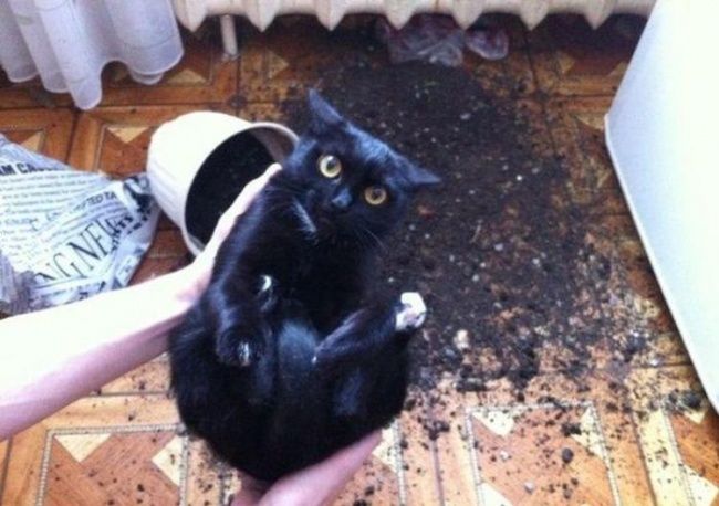 21 photos des plus beaux chats : vous n'allez pas pouvoir leur résister ! | So Busy Girls