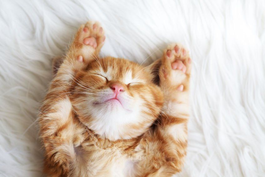 Si vous voulez que votre chat soit heureux, détendez-vous ! Car votre comportement influence celui de votre boule de poils | So Busy Girls