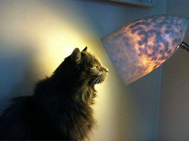 30 chats qui adorent la chaleur | So Busy Girls