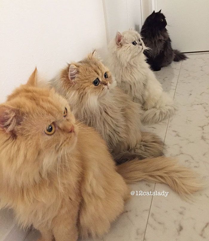 Cette femme aux 12 chats a conquis Instagram avec ses magnifiques chats persans | So Busy Girls