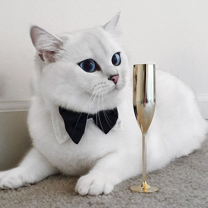 Ce chat a vraiment des yeux sublimes | So Busy Girls