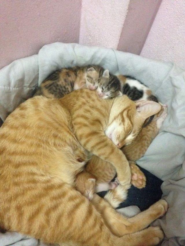 Papa chat soutient cette maman chatte qui accouche et l'inonde de câlins | So Busy Girls