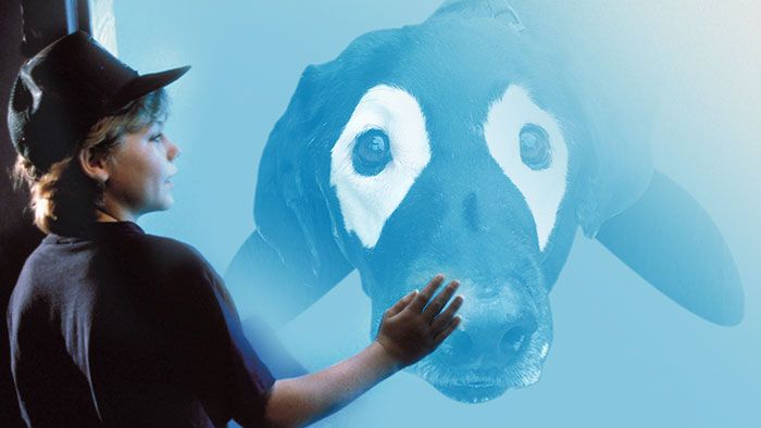 Après Sauvez Willy, sauvez le labrador ! | So Busy Girls