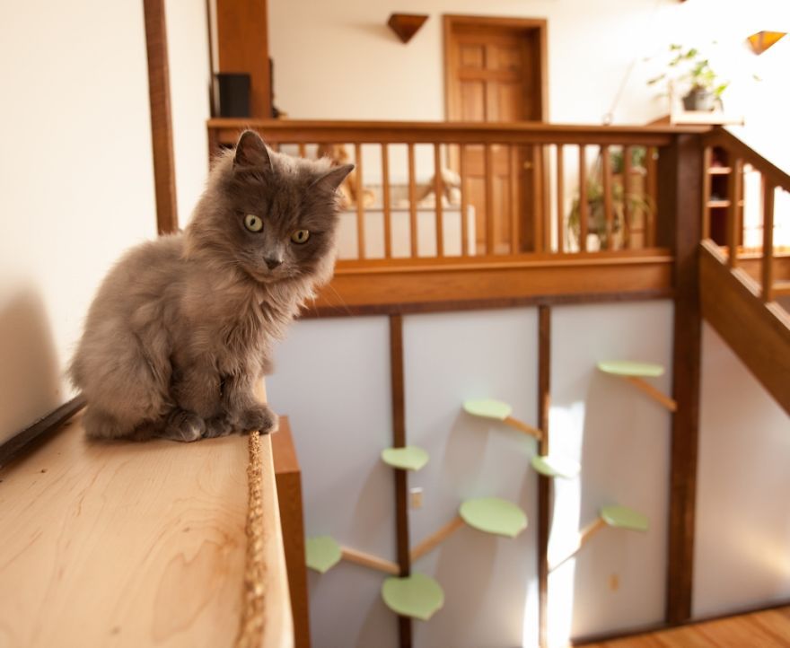 Il transforme une maison pour faire le bonheur de 7 chats | So Busy Girls