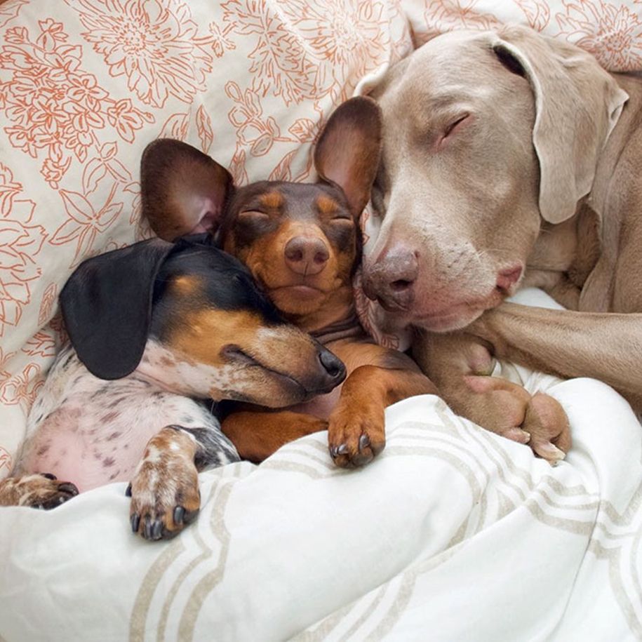 Ces 2 chiens et ce petit chiot endormis tous les 3 sont tellement adorables que vous allez craquer ! | So Busy Girls