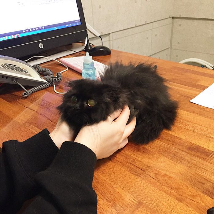 Impossible de ne pas craquer pour Gimo, le chat aux yeux immenses et trop mignons | So Busy Girls