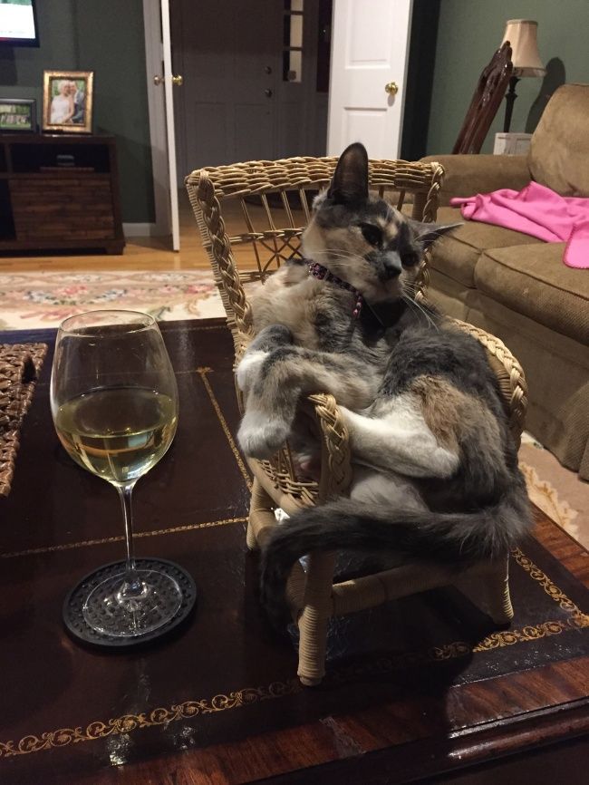 21 photos des plus beaux chats : vous n'allez pas pouvoir leur résister ! | So Busy Girls