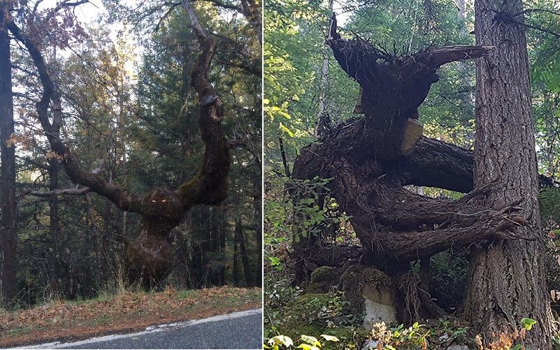 Ces arbres ressemblent à autre chose et méritent que vous y regardiez à deux fois | So Busy Girls