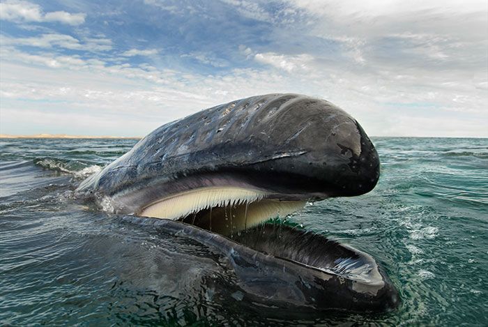Ce photographe a passé 25 ans à montrer la beauté majestueuse des dauphins et des baleines | So Busy Girls