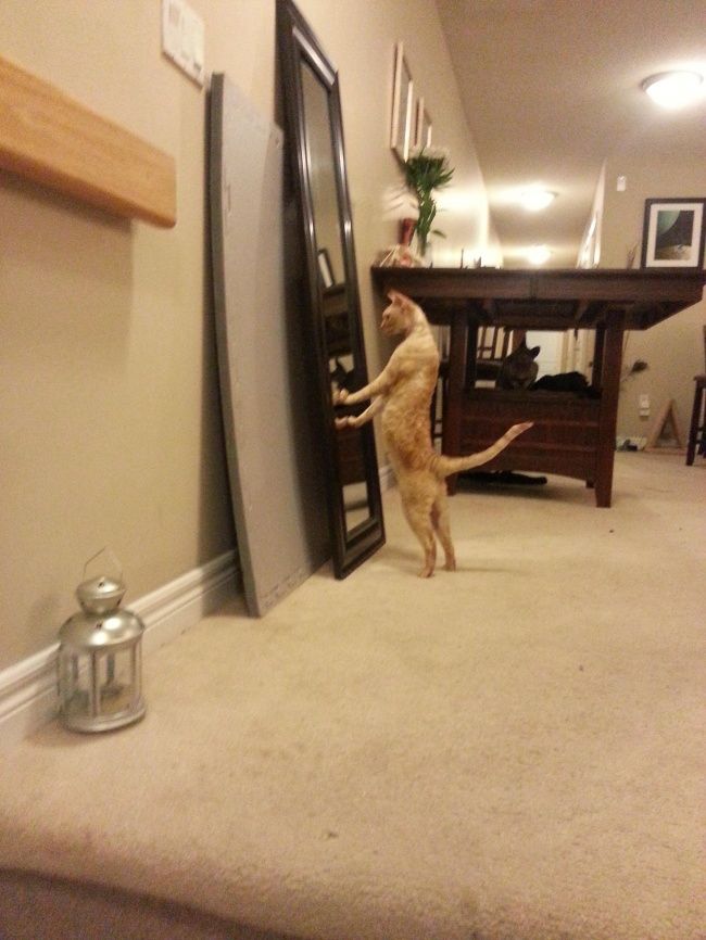 21 photos des plus beaux chats : vous n'allez pas pouvoir leur résister ! | So Busy Girls