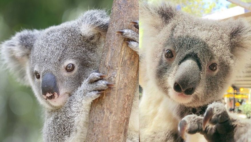 Impossible de ne pas fondre devant cette vidéo de koala serein qui reçoit des câlins ! | So Busy Girls