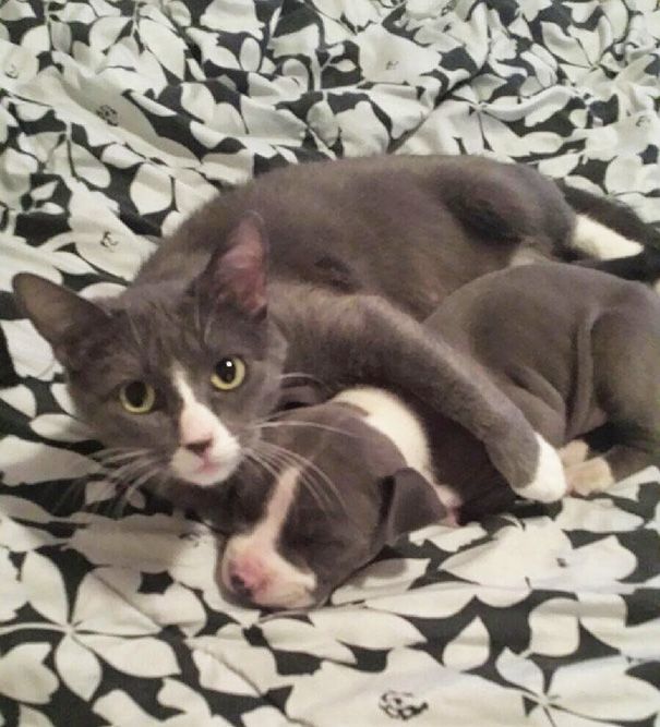18 animaux qui se ressemblent comme 2 gouttes d'eau ! | So Busy Girls