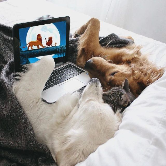 Ces 2 chiens et ce chat sont inséparables et ne se quittent jamais | So Busy Girls