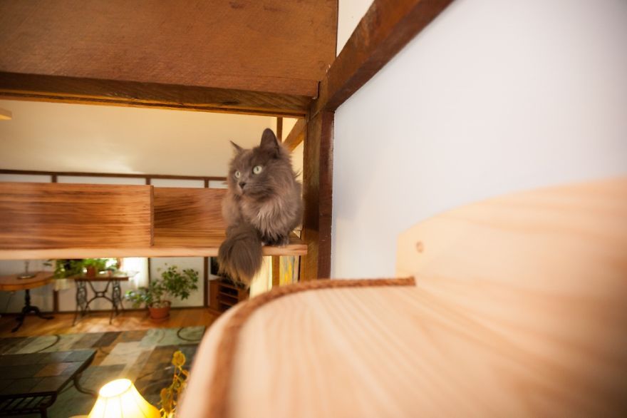 Il transforme une maison pour faire le bonheur de 7 chats | So Busy Girls