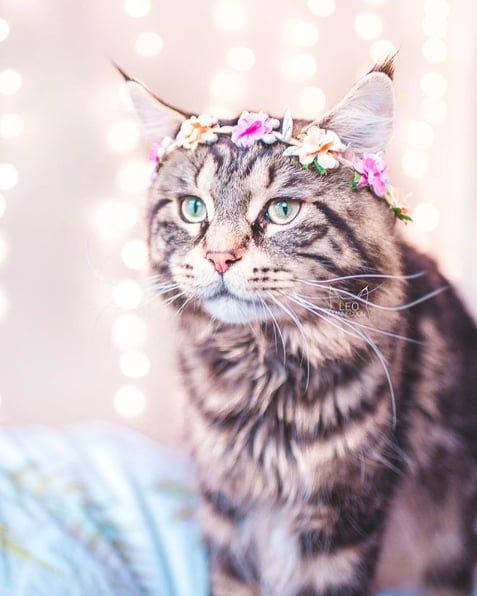 Cette femme prend des photos sublimes de ses chats qui portent des couronnes de fleurs – c'est vraiment trop chou ! | So Busy Girls