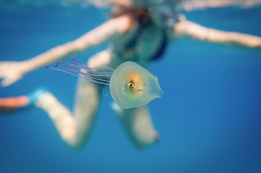La photo incroyablement rare du poisson coincé à l'intérieur d'une méduse | So Busy Girls