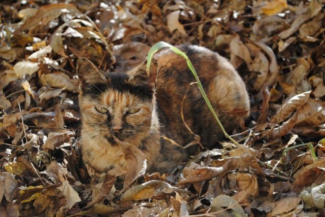 18 animaux persuadés qu’ils sont parfaitement bien cachés | So Busy Girls