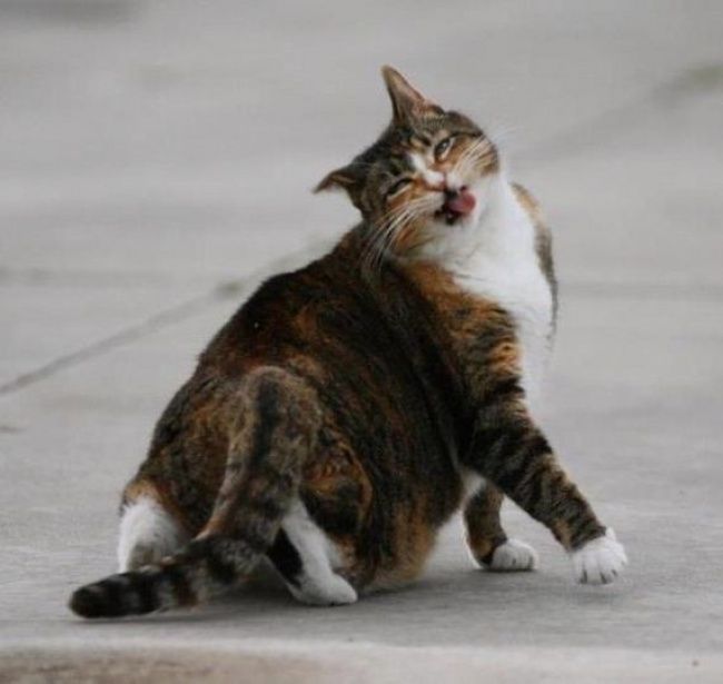 21 photos des plus beaux chats : vous n'allez pas pouvoir leur résister ! | So Busy Girls