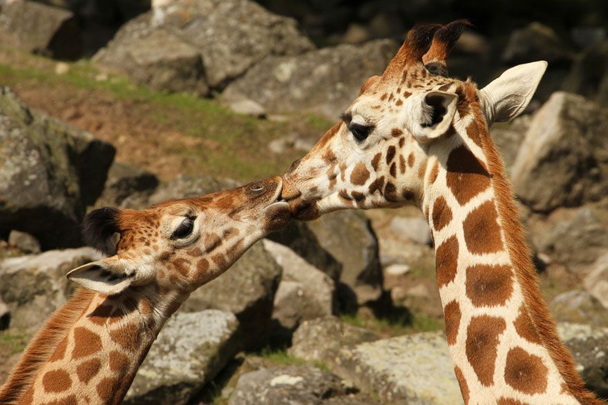 Baiser de girafes | So Busy Girls