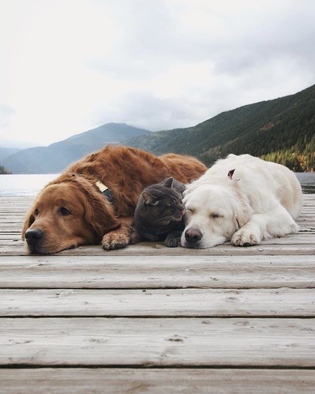 Ces 2 chiens et ce chat sont inséparables et ne se quittent jamais | So Busy Girls