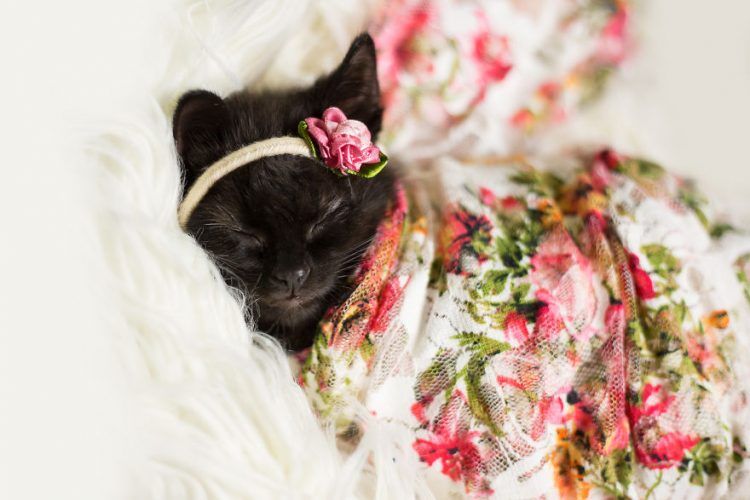 Les photos de ce chaton endormi sont si mignonnes qu'elles vont vous faire craquer ! | So Busy Girls