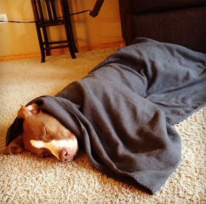 Ces 16 photos de chiens qui viennent de se faire adopter vont vous donner envie d'en recueillir un vous aussi ! | So Busy Girls