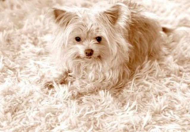 18 animaux persuadés qu’ils sont parfaitement bien cachés | So Busy Girls