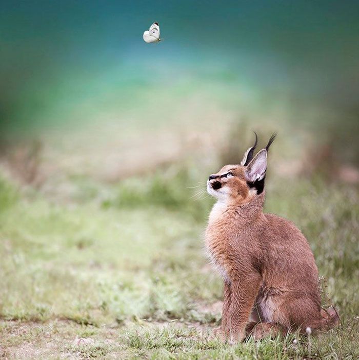 Ces 10 bébés caracals sont tellement mignons qu'ils vont vous faire fondre ! | So Busy Girls