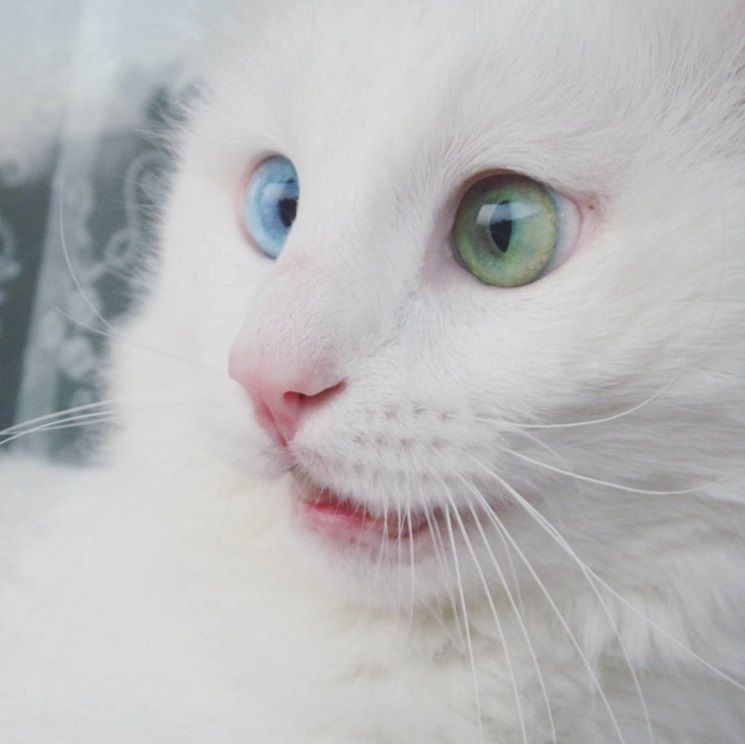 Ce chat blanc aux yeux vairons a vraiment un regard hypnotique et magnifique ! | So Busy Girls