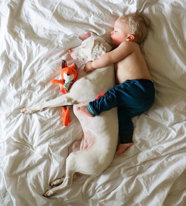 14 photos craquantes qui montrent que les chiens sont plus confortables que des oreillers | So Busy Girls