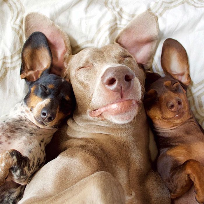 Ces 2 chiens et ce petit chiot endormis tous les 3 sont tellement adorables que vous allez craquer ! | So Busy Girls