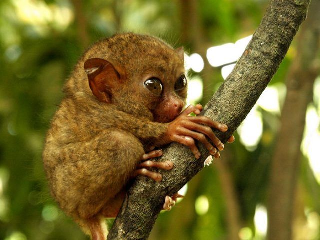 Bébé tarsier | So Busy Girls