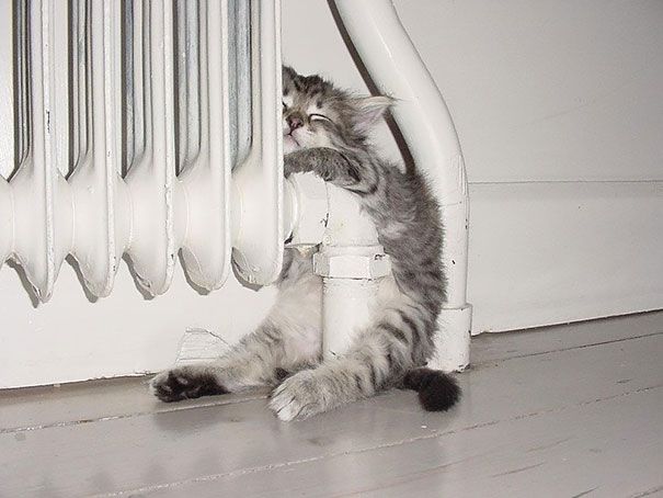 30 chats qui adorent la chaleur | So Busy Girls