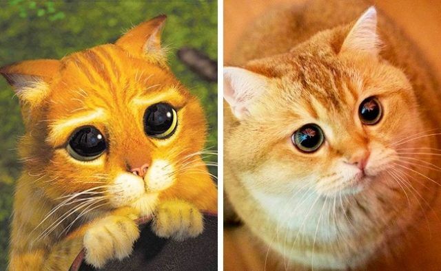Le Chat Potté (Shrek) | So Busy Girls