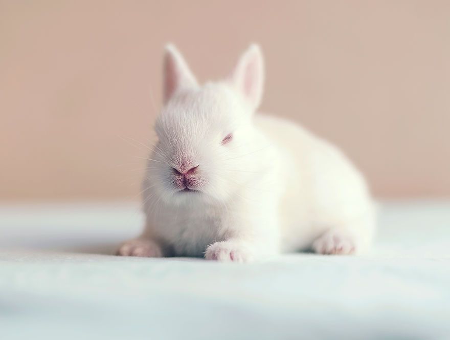 Ce bébé lapin est tellement mignon que vous allez vouloir le même ! | So Busy Girls