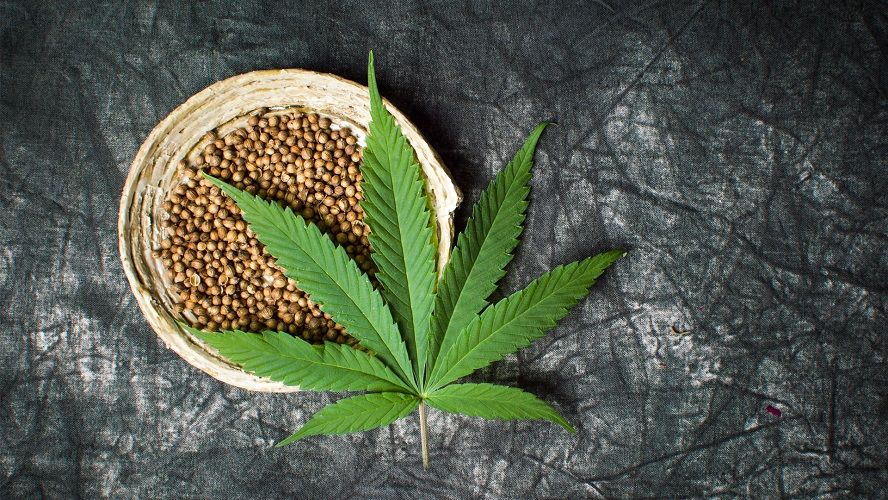 Explorer les avantages des graines de cannabis pour la santé | So Busy Girls