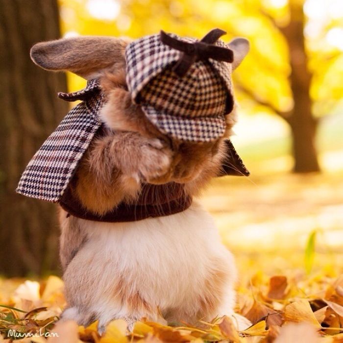 Découvrez PuiPui, le lapin le plus stylé du monde ! | So Busy Girls
