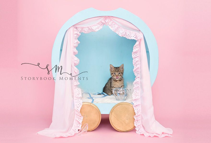 Cette petite fille avait envie d'un shooting photo pour son chaton : voilà le résultat, et c'est adorable ! | So Busy Girls