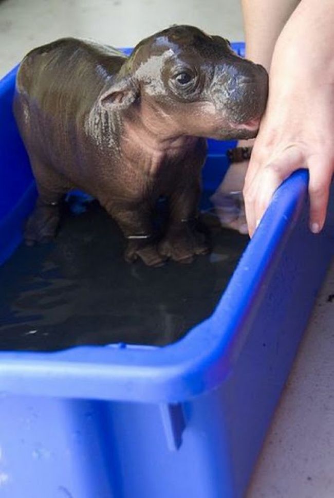 Un bébé hippopotame, c'est tellement chou ! | So Busy Girls