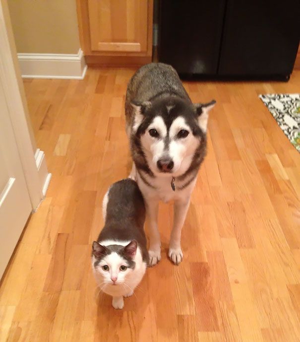 18 animaux qui se ressemblent comme 2 gouttes d'eau ! | So Busy Girls