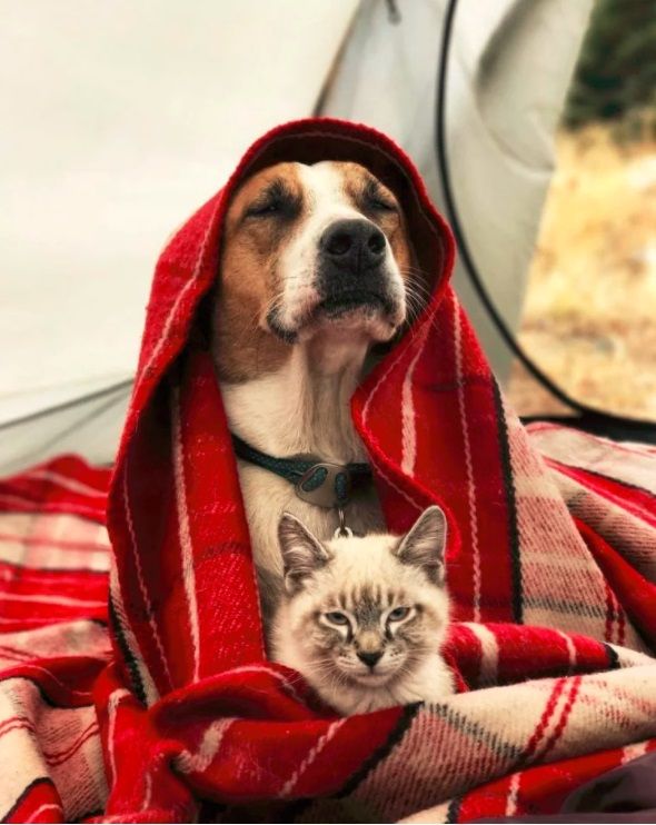 Ce chat et ce chien voyagent partout ensemble, et ils sont vraiment trop mignons | So Busy Girls